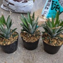 パイナップルの再生栽培と越冬方法、収穫までの記録【パイナップルの育て方】