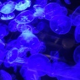 夏休み蒲郡家族旅行⑦ 竹島水族館から手打ちうどんの「やをよし」ルート✨