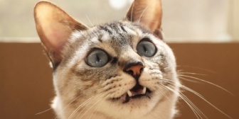 子供の頃、ネズミ捕りのために飼った猫を可愛がり、一緒に寝たことがある。ある日、その猫が何かを持ってきて…