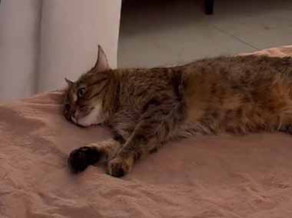 彼がベッドで横になっていた。もう我慢できない！ → 彼女は思わずこうします…