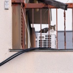 猫写真家・沖 昌之のブログ　野良ねこちゃんねる。　