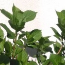 緑が元気です！