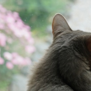 私がキッチンに猫スペースを作った理由 365日のとっておき家事 Powered By ライブドアブログ