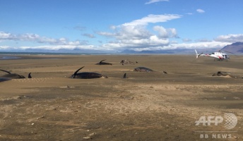 また謎のクジラ大量打ち上げ、20頭死ぬ アイスランド。っていうかこれもう上陸のレベル
