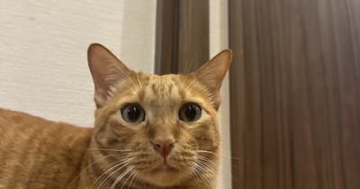 黄色いおしっこから始まったカンタの病気。その後の治療と現在