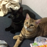 猫画像はるやで