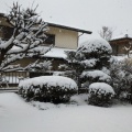 雪が積もりました