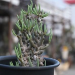 多肉屋　たなか