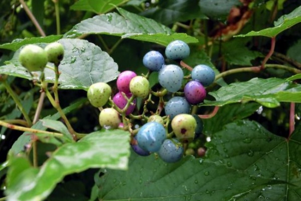 ノブドウ ヤマブドウ イヌマキ イヌビワ など 秋の果実たち 当尾 とうの からの風の便り