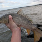 鯉焦がれ　～来る魚、拒まず～