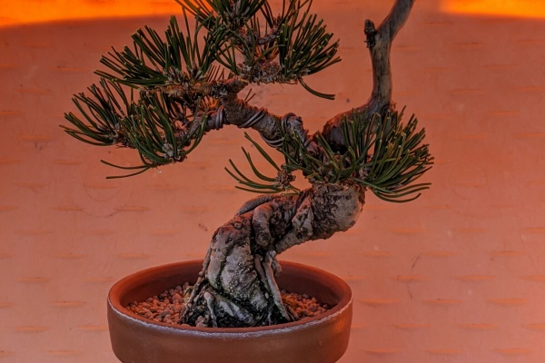 続・盆栽擬き日記 - 黒松