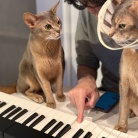 聞き慣れない音にイカ耳の猫たち