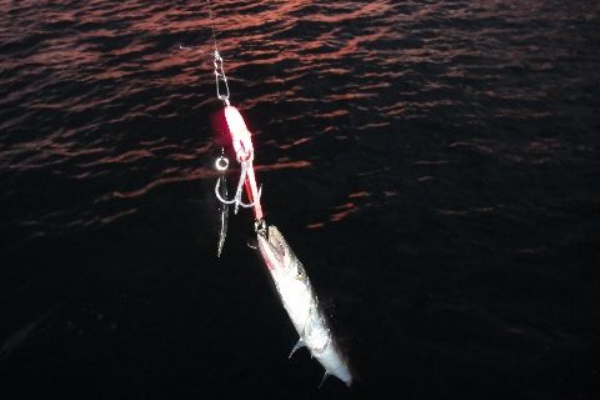 カマコレ2013 いいじゃないのさ このダボハゼ野朗っ 練馬発の釣り日誌