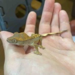 ミカドヤモリとかトカゲとか