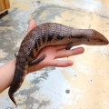ゴールデンウィークセール後半戦！！目玉生体紹介