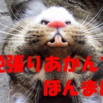 逆襲のゼロドラＦＸブログ