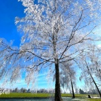 スイスの街角から
