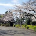 大庭台墓地の桜