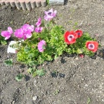 花と短歌と竹原と