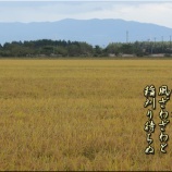 『2026年産新米の作況状況や如何に』の画像
