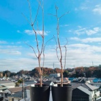 盆栽な感じで…的な！