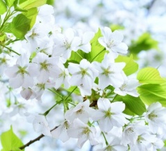 貧血気味・・・
