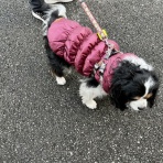 イヌじゃないの、ムスメなの☆