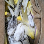 オカメインコ暮らし