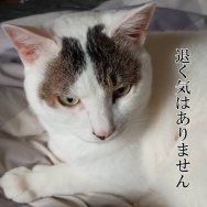 年々疲れやすくなってる気が…と、雀カラーの翼つくりました。
