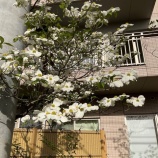 『花水木が満開🌼』の画像