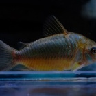 『6月18日(土)熱帯魚入荷情報✨』の画像