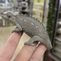 カメレオン 新着も来ました!