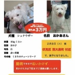 犬猫（その他生き物）里親捜し