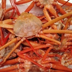 北陸の旬が集結！紅ズワイガニ食べ放題に能登牡蠣のガンガン焼き！『カニとカキの直売所』が期間限定オープン！4月4日〜4月19日。