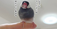 ジル、放鳥直後の儀式
