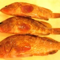 国東の食環境（481）アコウ