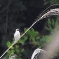 2026年6月7日の野鳥公園