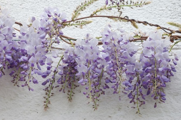 三趣味楽 5月の誕生花