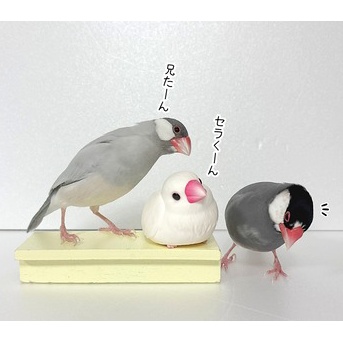 シロ子ちゃんが大好きなジル