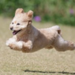 わんわんアイランド淡路島