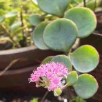 ハルゾ～カフェ　ときどき開店