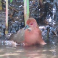 野鳥ヒクイナの水浴び＆羽繕いを撮る🐦（多々良沼公園）