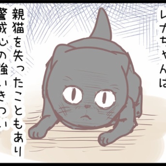 安心を知った仔猫は・・・のまき