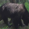 釧路町で駆除のクマ、OSO18と判明　DNA鑑定で特定