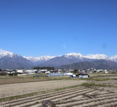 仁科三湖の桜満開