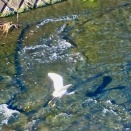 （6136）稽古は休み。