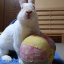 ぴょんた君近況