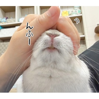 うさぎのルリ(4/15追記)