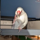 今日の文鳥と茎ブロッコリーを食べに来たヒヨドリ ４