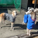 シャンプー日和。